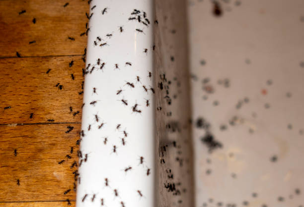 Best Exterminator Services  in Farwell, TX